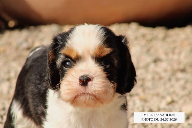 de la Bastide du Jas de Jeromes - Chiots disponibles - Cavalier King Charles Spaniel