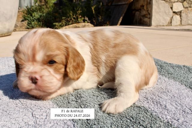 de la Bastide du Jas de Jeromes - Chiots disponibles - Cavalier King Charles Spaniel