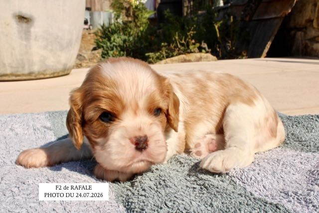 de la Bastide du Jas de Jeromes - Chiots disponibles - Cavalier King Charles Spaniel