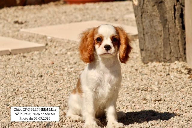 de la Bastide du Jas de Jeromes - Chiots disponibles - Cavalier King Charles Spaniel