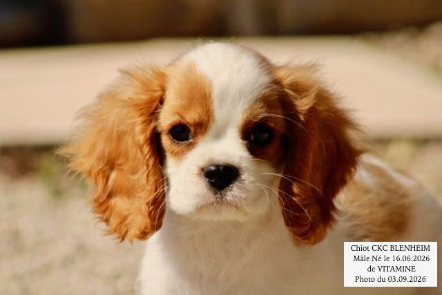 de la Bastide du Jas de Jeromes - Chiots disponibles - Cavalier King Charles Spaniel