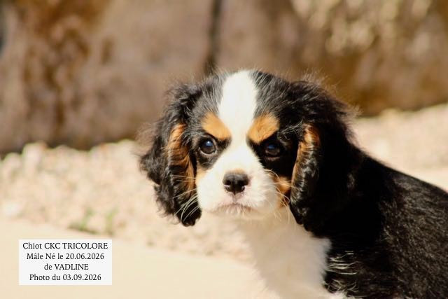 de la Bastide du Jas de Jeromes - Chiots disponibles - Cavalier King Charles Spaniel
