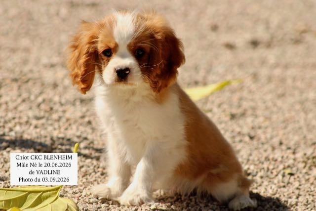 de la Bastide du Jas de Jeromes - Chiots disponibles - Cavalier King Charles Spaniel