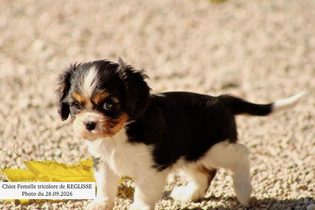 de la Bastide du Jas de Jeromes - Chiots disponibles - Cavalier King Charles Spaniel