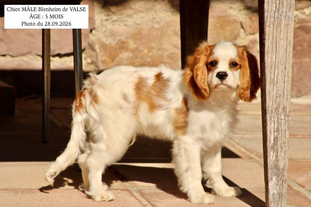 de la Bastide du Jas de Jeromes - Chiots disponibles - Cavalier King Charles Spaniel
