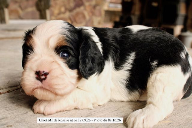 de la Bastide du Jas de Jeromes - Chiots disponibles - Cavalier King Charles Spaniel