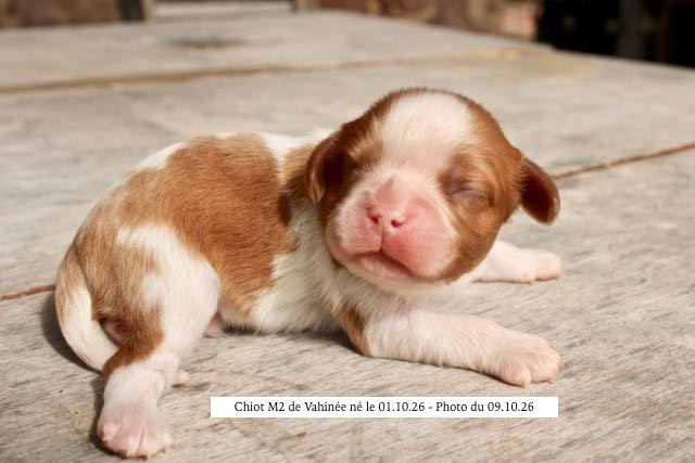 de la Bastide du Jas de Jeromes - Chiots disponibles - Cavalier King Charles Spaniel