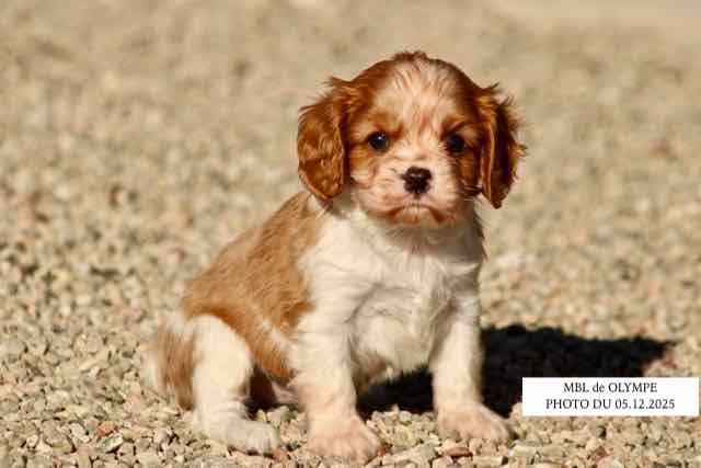 de la Bastide du Jas de Jeromes - Cavalier King Charles Spaniel - Portée née le 27/10/2025