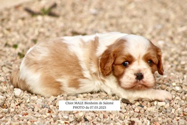 de la Bastide du Jas de Jeromes - Cavalier King Charles Spaniel - Portée née le 05/02/2025