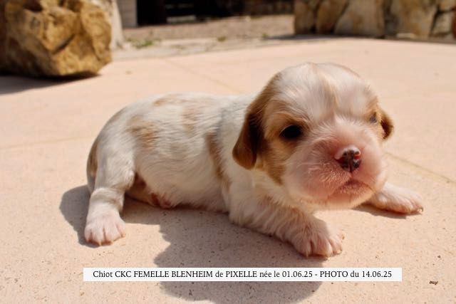 de la Bastide du Jas de Jeromes - Chiots disponibles - Cavalier King Charles Spaniel
