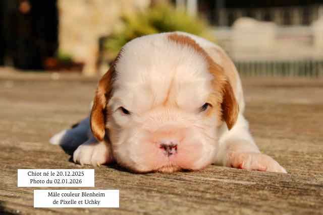 de la Bastide du Jas de Jeromes - Cavalier King Charles Spaniel - Portée née le 20/12/2025