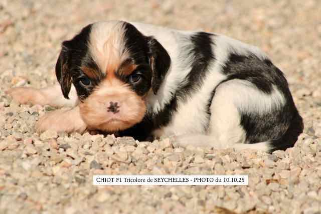 de la Bastide du Jas de Jeromes - Chiots disponibles - Cavalier King Charles Spaniel