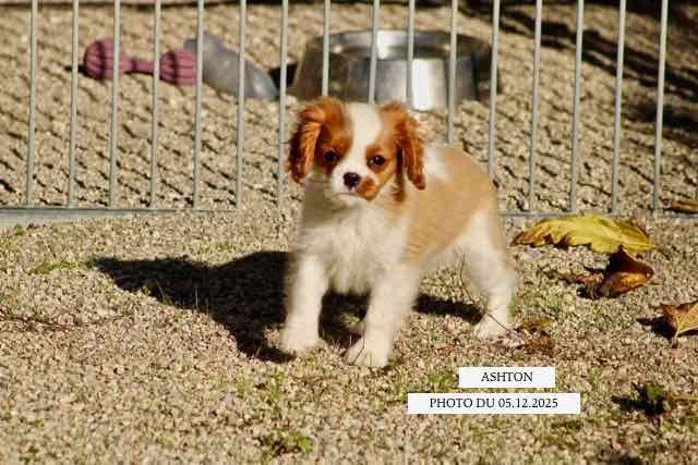 de la Bastide du Jas de Jeromes - Cavalier King Charles Spaniel - Portée née le 14/09/2025