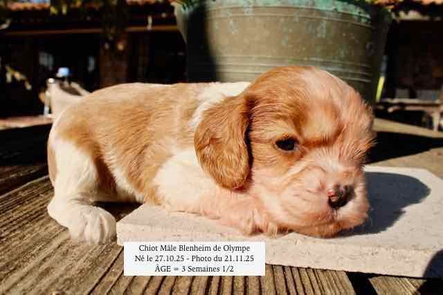de la Bastide du Jas de Jeromes - Cavalier King Charles Spaniel - Portée née le 27/10/2025