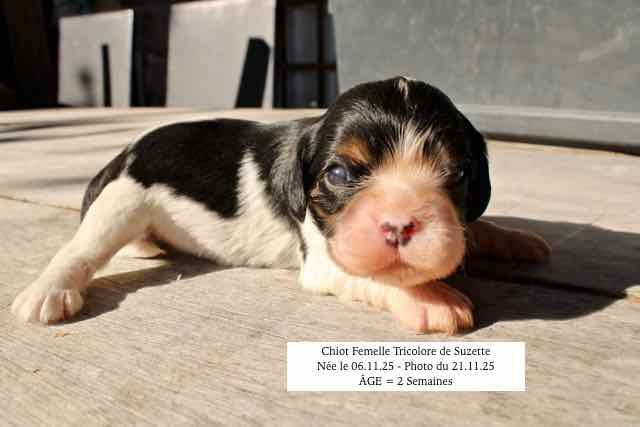 de la Bastide du Jas de Jeromes - Chiots disponibles - Cavalier King Charles Spaniel