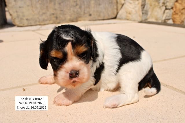 de la Bastide du Jas de Jeromes - Chiots disponibles - Cavalier King Charles Spaniel