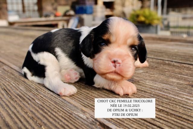 de la Bastide du Jas de Jeromes - Chiots disponibles - Cavalier King Charles Spaniel