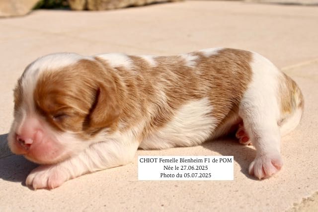de la Bastide du Jas de Jeromes - Chiots disponibles - Cavalier King Charles Spaniel
