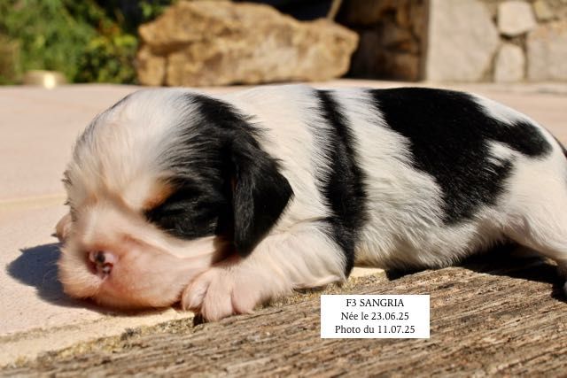 de la Bastide du Jas de Jeromes - Chiots disponibles - Cavalier King Charles Spaniel