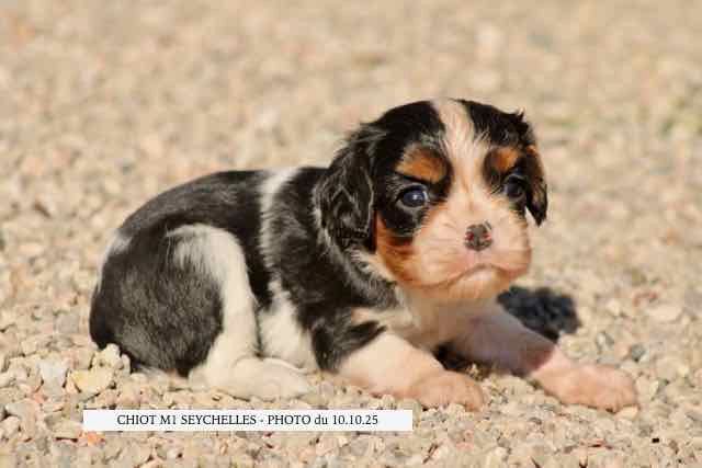 de la Bastide du Jas de Jeromes - Chiots disponibles - Cavalier King Charles Spaniel