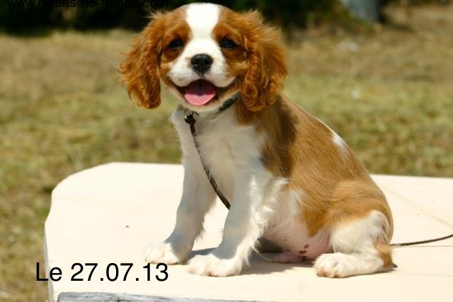 de la Bastide du Jas de Jeromes - Cavalier King Charles Spaniel - Portée née le 15/05/2013