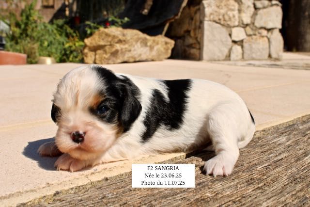 de la Bastide du Jas de Jeromes - Chiots disponibles - Cavalier King Charles Spaniel