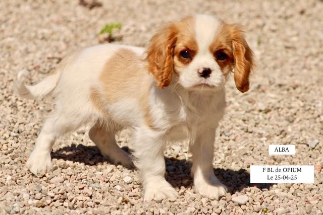 de la Bastide du Jas de Jeromes - Cavalier King Charles Spaniel - Portée née le 19/02/2025