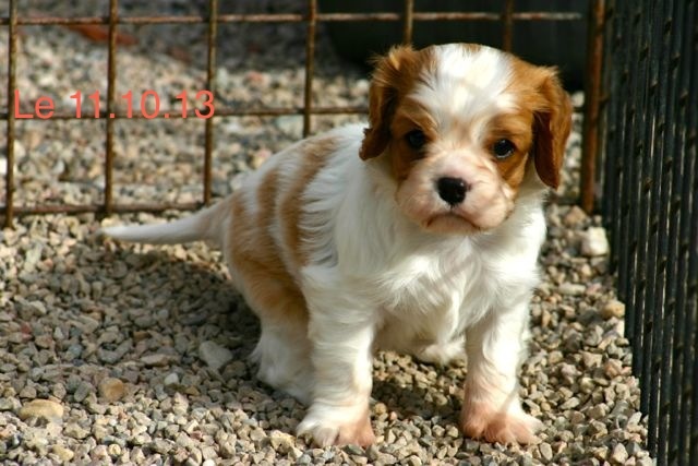 de la Bastide du Jas de Jeromes - Cavalier King Charles Spaniel - Portée née le 08/09/2013