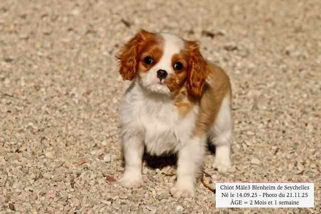 de la Bastide du Jas de Jeromes - Cavalier King Charles Spaniel - Portée née le 14/09/2025
