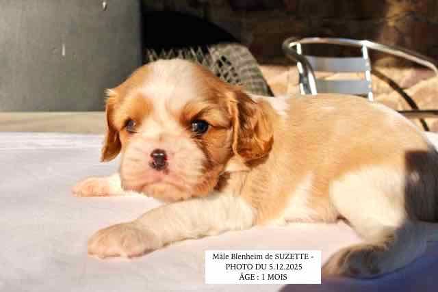 de la Bastide du Jas de Jeromes - Chiots disponibles - Cavalier King Charles Spaniel