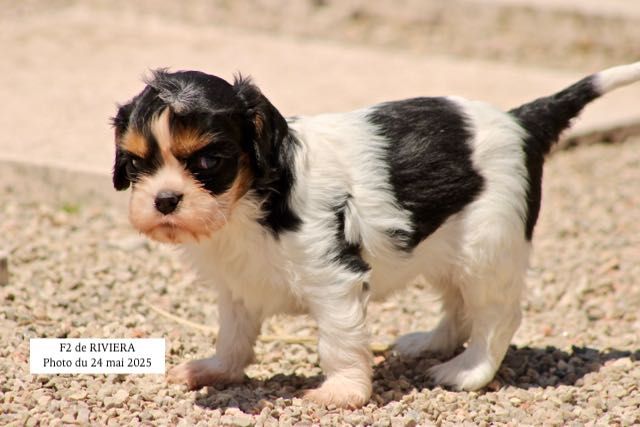 de la Bastide du Jas de Jeromes - Chiots disponibles - Cavalier King Charles Spaniel