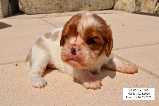 de la Bastide du Jas de Jeromes - Chiots disponibles - Cavalier King Charles Spaniel