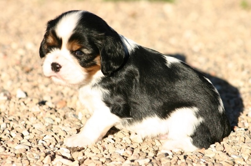 de la Bastide du Jas de Jeromes - Cavalier King Charles Spaniel - Portée née le 20/11/2012