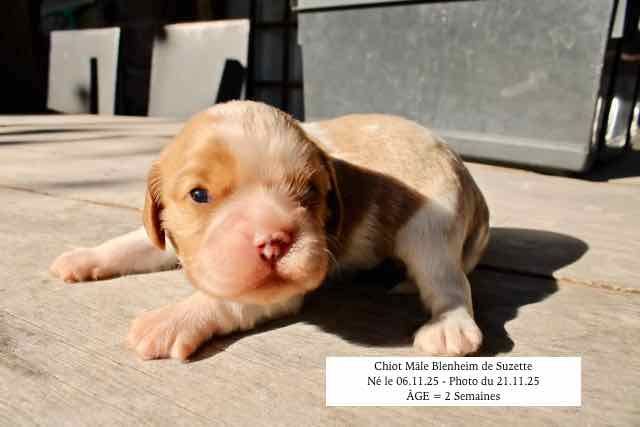 de la Bastide du Jas de Jeromes - Chiots disponibles - Cavalier King Charles Spaniel