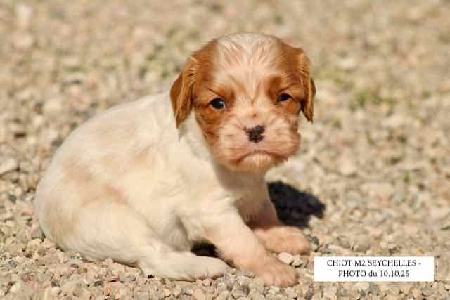 de la Bastide du Jas de Jeromes - Chiots disponibles - Cavalier King Charles Spaniel