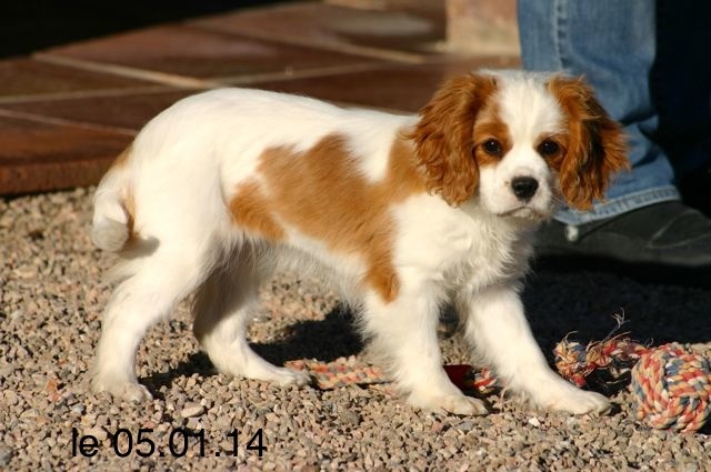 de la Bastide du Jas de Jeromes - Cavalier King Charles Spaniel - Portée née le 28/09/2013