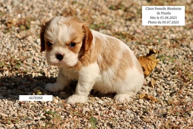 de la Bastide du Jas de Jeromes - Cavalier King Charles Spaniel - Portée née le 01/06/2025