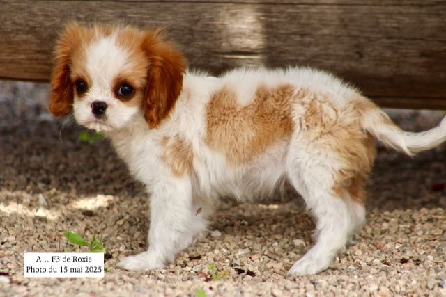 de la Bastide du Jas de Jeromes - Cavalier King Charles Spaniel - Portée née le 24/02/2025