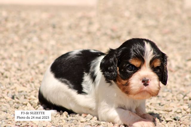 de la Bastide du Jas de Jeromes - Chiots disponibles - Cavalier King Charles Spaniel