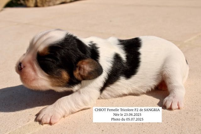 de la Bastide du Jas de Jeromes - Chiots disponibles - Cavalier King Charles Spaniel