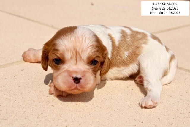 de la Bastide du Jas de Jeromes - Chiots disponibles - Cavalier King Charles Spaniel