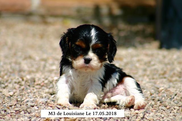 M3 de Louisiane